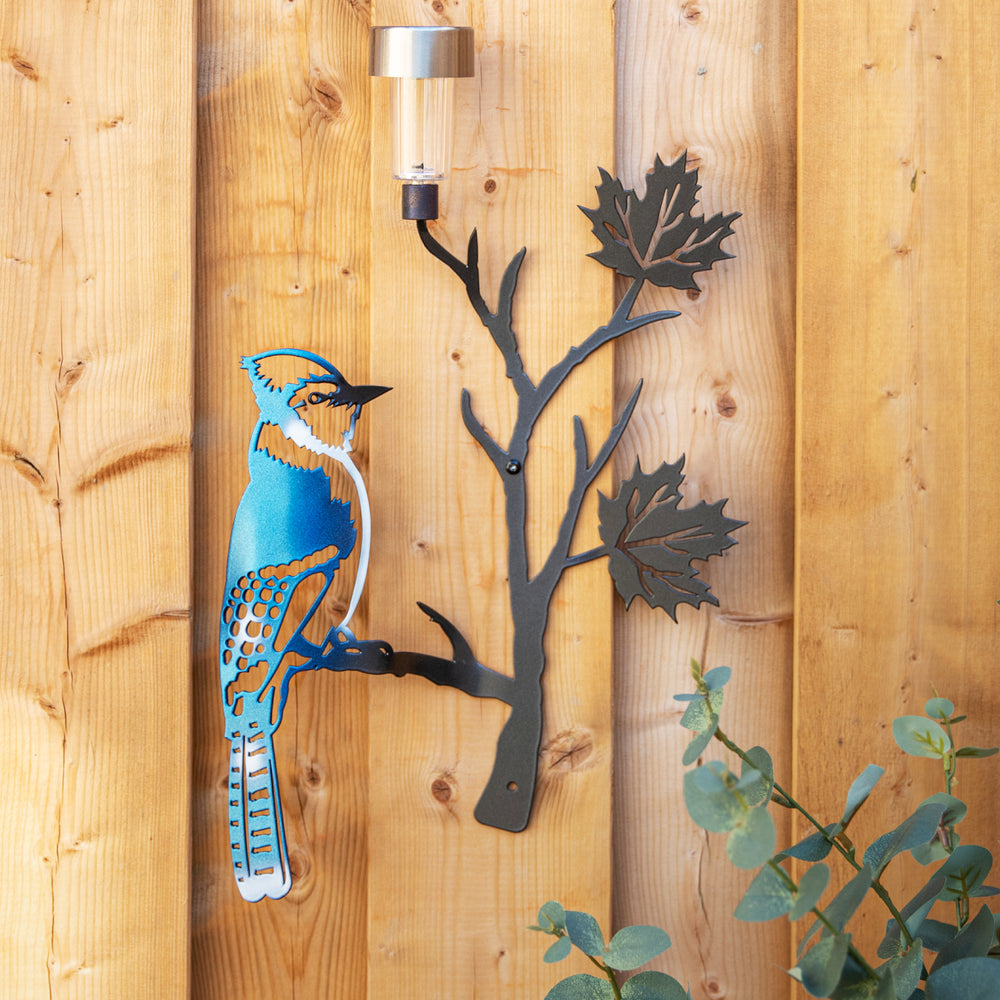 Blue Jay on maple leaf branch with solar light