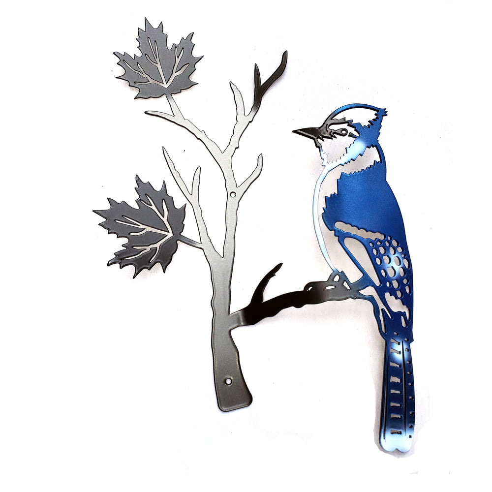 Blue Jay perched on a maple leaf branch