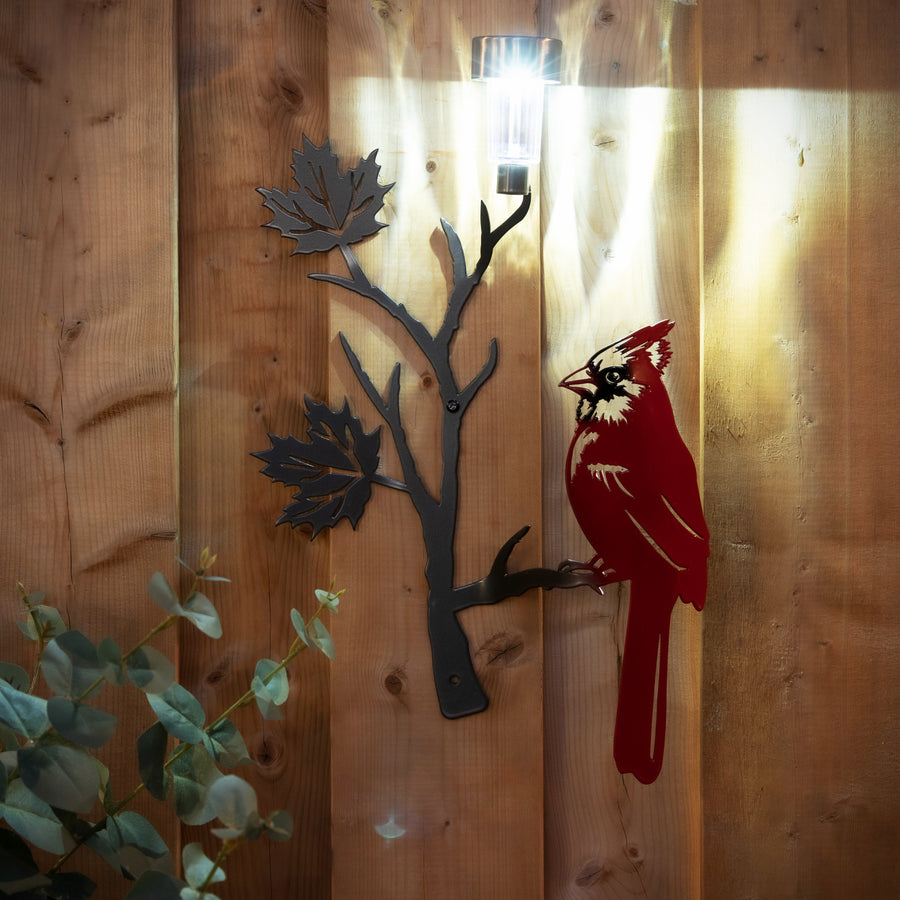 Red cardinal perched on a maple leaf branch with solar light